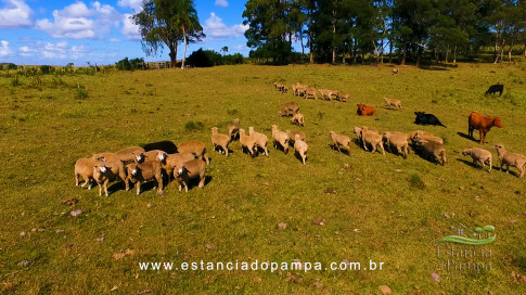 Gilberto Monteiro - Pra ti guria [VDownloader].00_00_35_04.Quadro008_097e269886ba5fa79dc7e96fae12325ef6146370.jpg